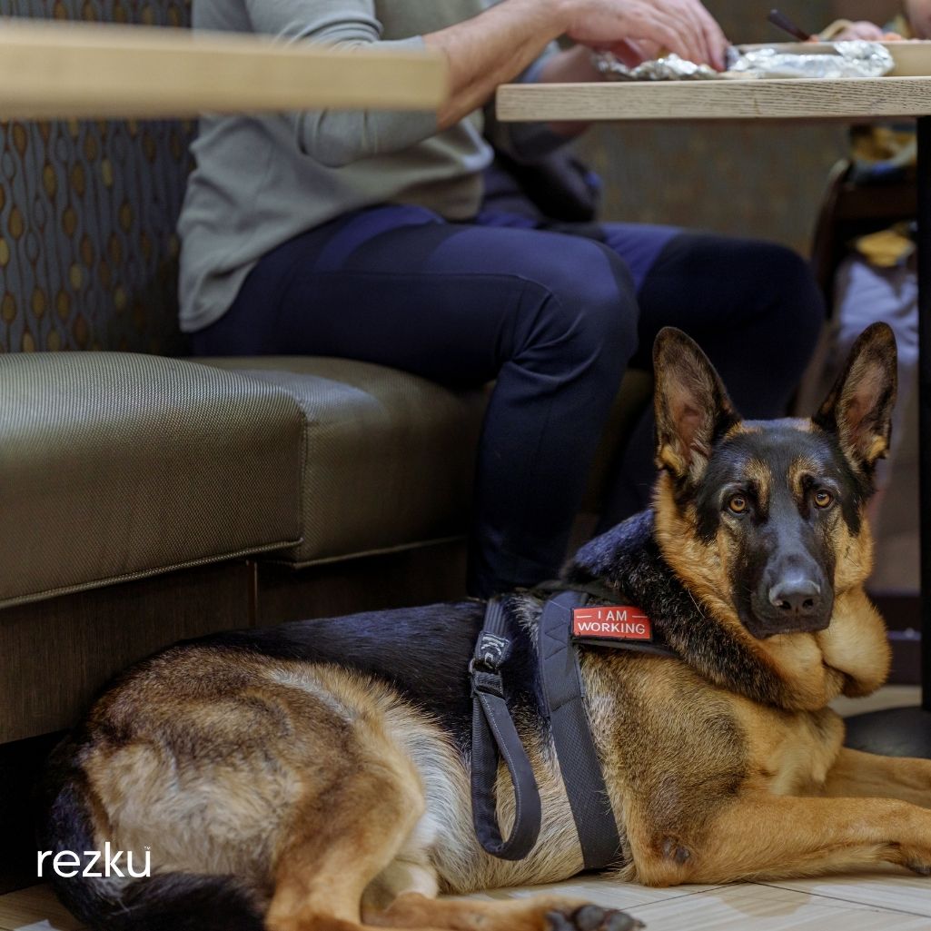 Are Animals Allowed in Restaurants? Know Your Rights, Responsibilities and Best Practices Regarding Service Animals for the Disabled